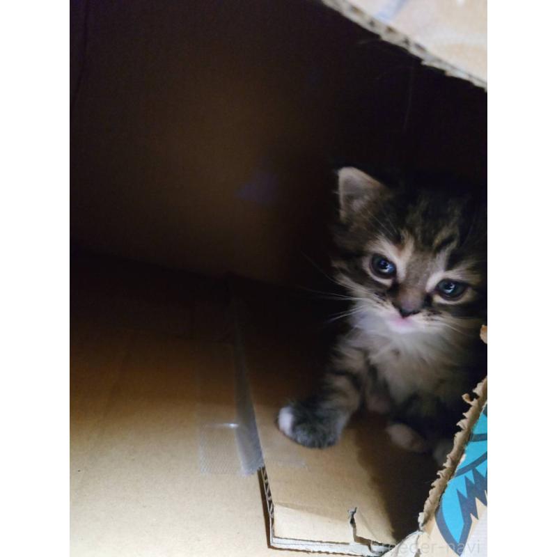 販売中の兵庫県のスコティッシュフォールド-132938の5枚目