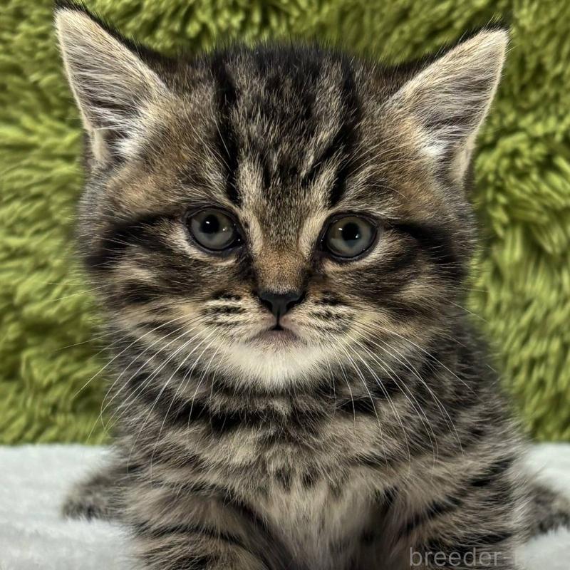 販売中の愛知県のマンチカン-132936