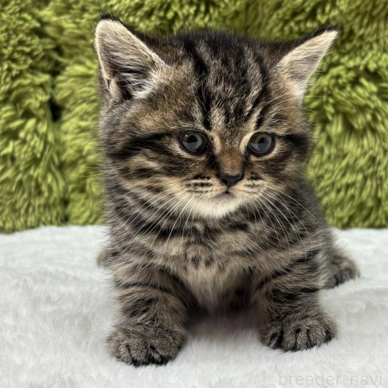 販売中の愛知県のマンチカン-132936の2枚目