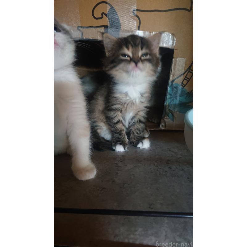 販売中の兵庫県のスコティッシュフォールド-132938の4枚目