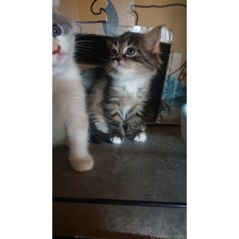 販売中の兵庫県のスコティッシュフォールド-132938の3枚目