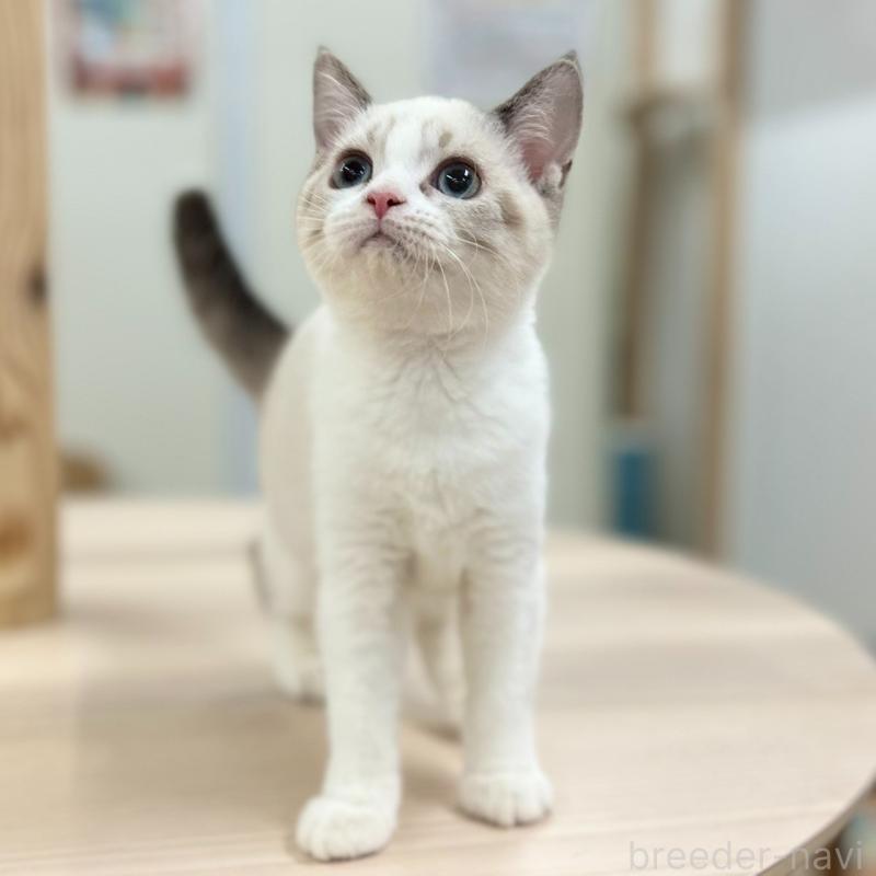 販売中の神奈川県のスコティッシュフォールド-132937の10枚目