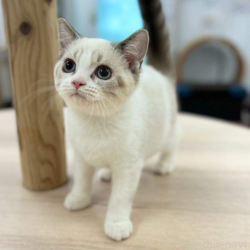 販売中の神奈川県のスコティッシュフォールド-132937の9枚目