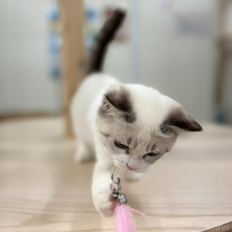 販売中の神奈川県のスコティッシュフォールド-132937の8枚目