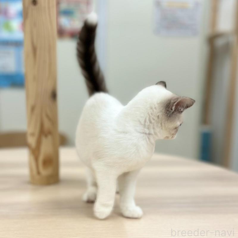 販売中の神奈川県のスコティッシュフォールド-132937の7枚目