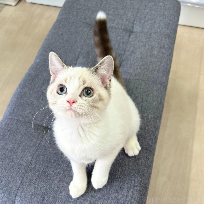 販売中の神奈川県のスコティッシュフォールド-132937の6枚目