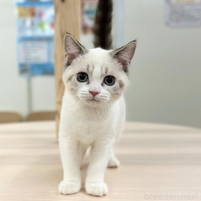 販売中の神奈川県のスコティッシュフォールド-132937の5枚目