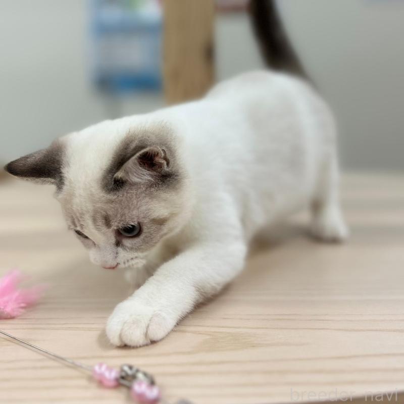 販売中の神奈川県のスコティッシュフォールド-132937の3枚目