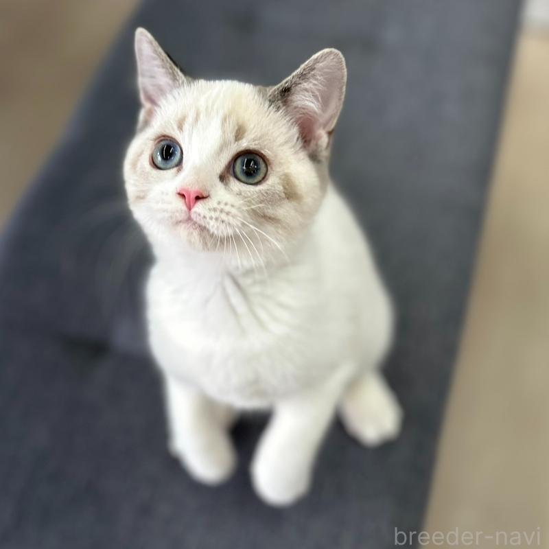 販売中の神奈川県のスコティッシュフォールド-132937の4枚目