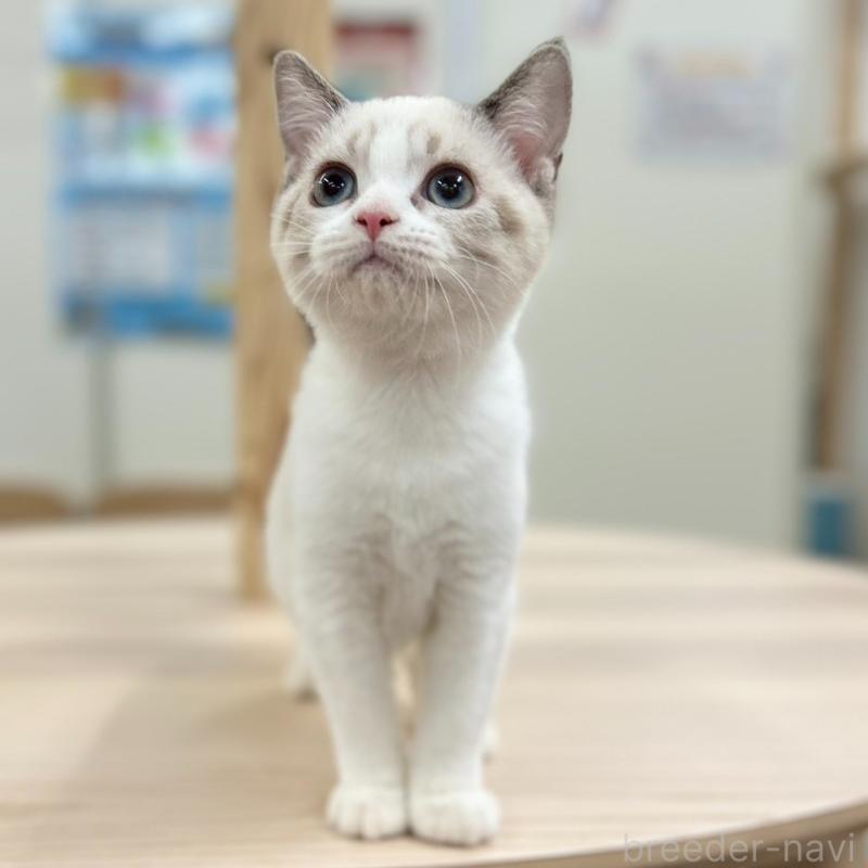 販売中の神奈川県のスコティッシュフォールド-132937の2枚目