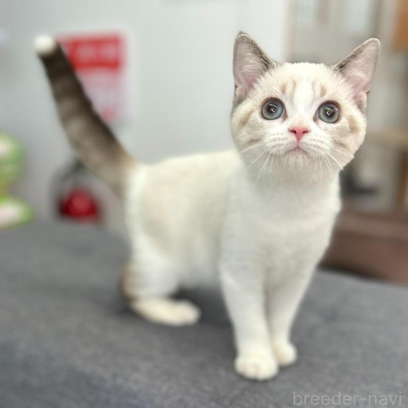 販売中の神奈川県のスコティッシュフォールド-132937