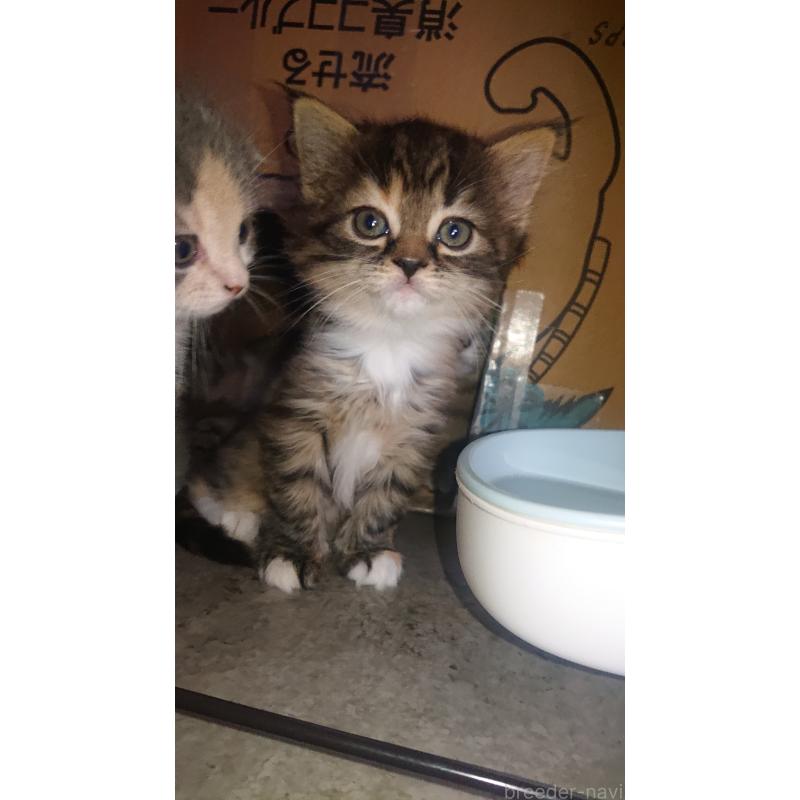 販売中の兵庫県のスコティッシュフォールド-132938の2枚目