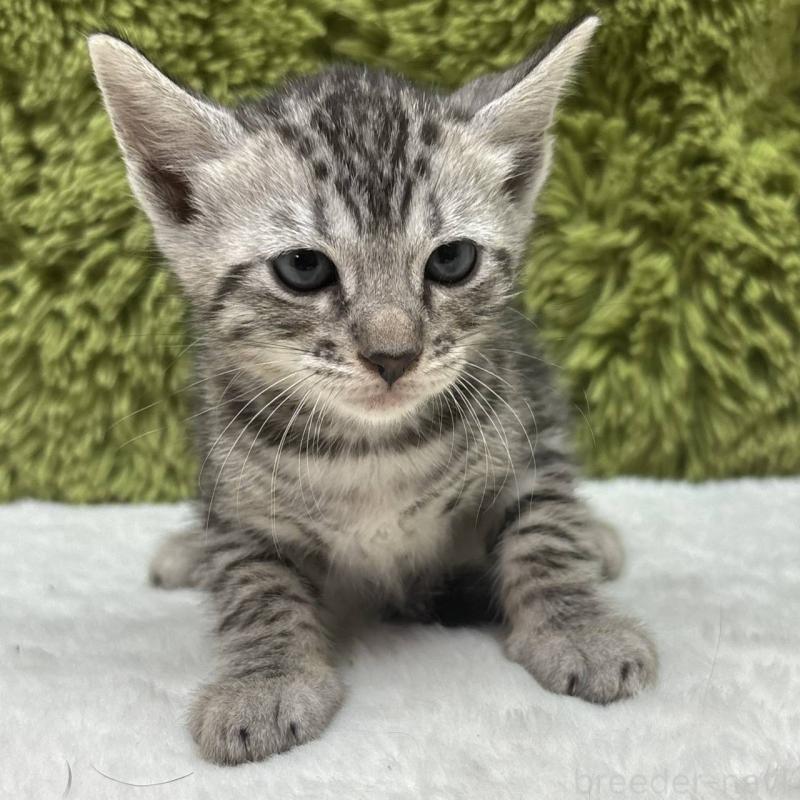 販売中の愛知県のベンガル-132939