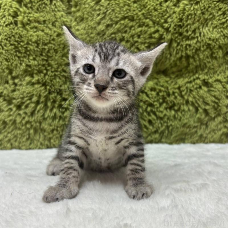 販売中の愛知県のベンガル-132939の2枚目