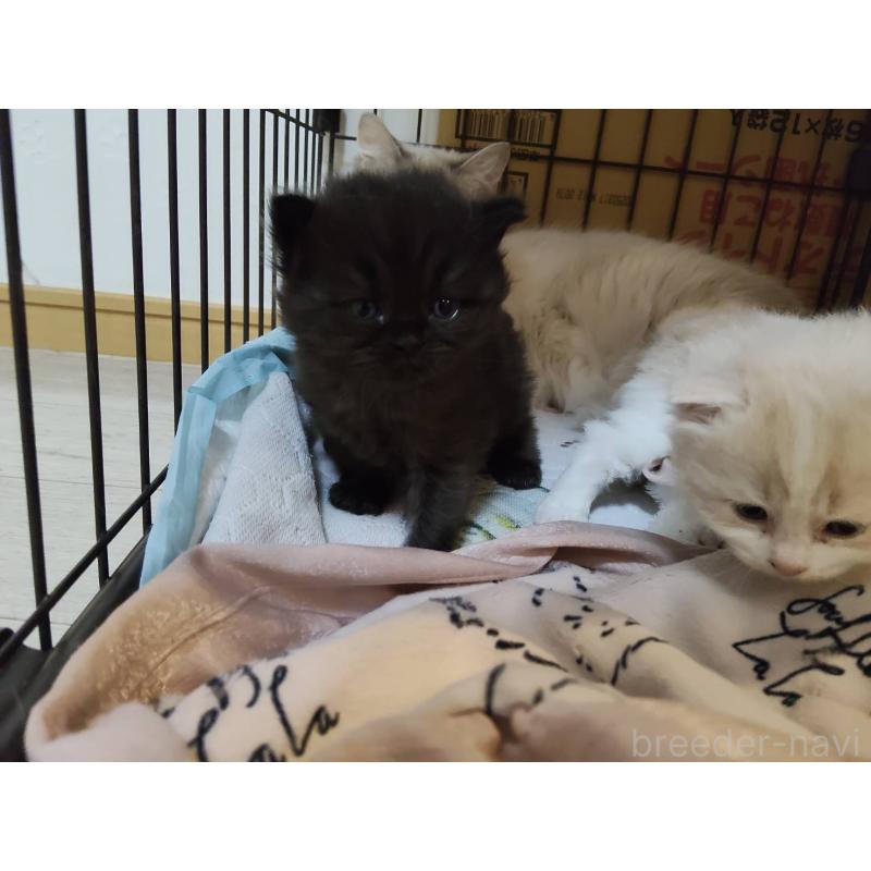 商談中の熊本県のラガマフィン-132940の5枚目