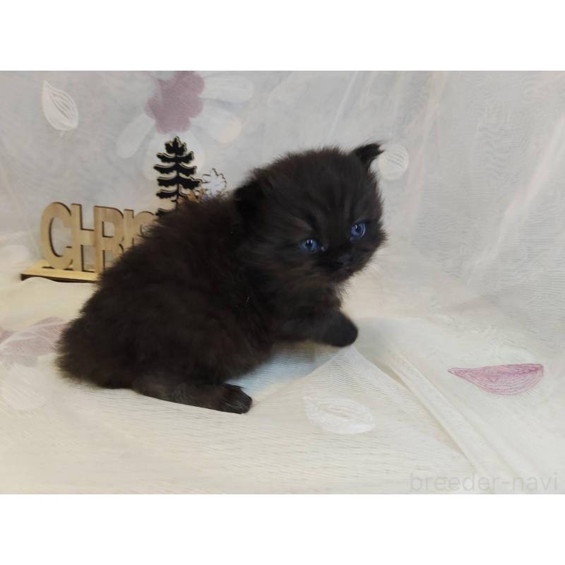 商談中の熊本県のラガマフィン-132940の4枚目