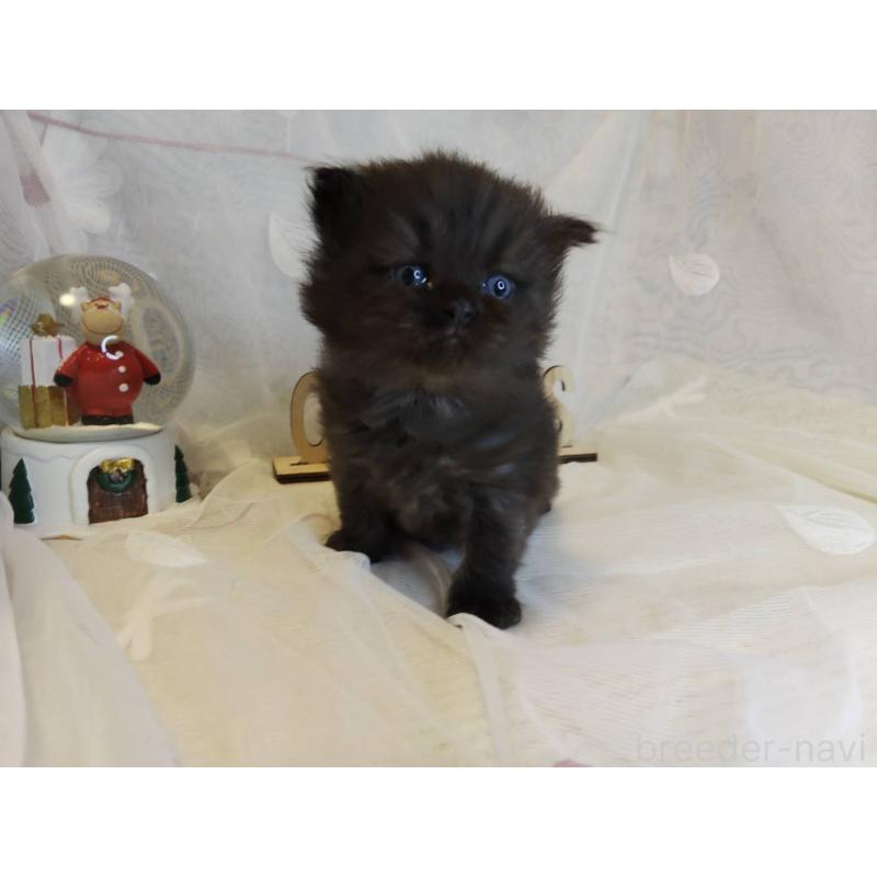 商談中の熊本県のラガマフィン-132940の3枚目