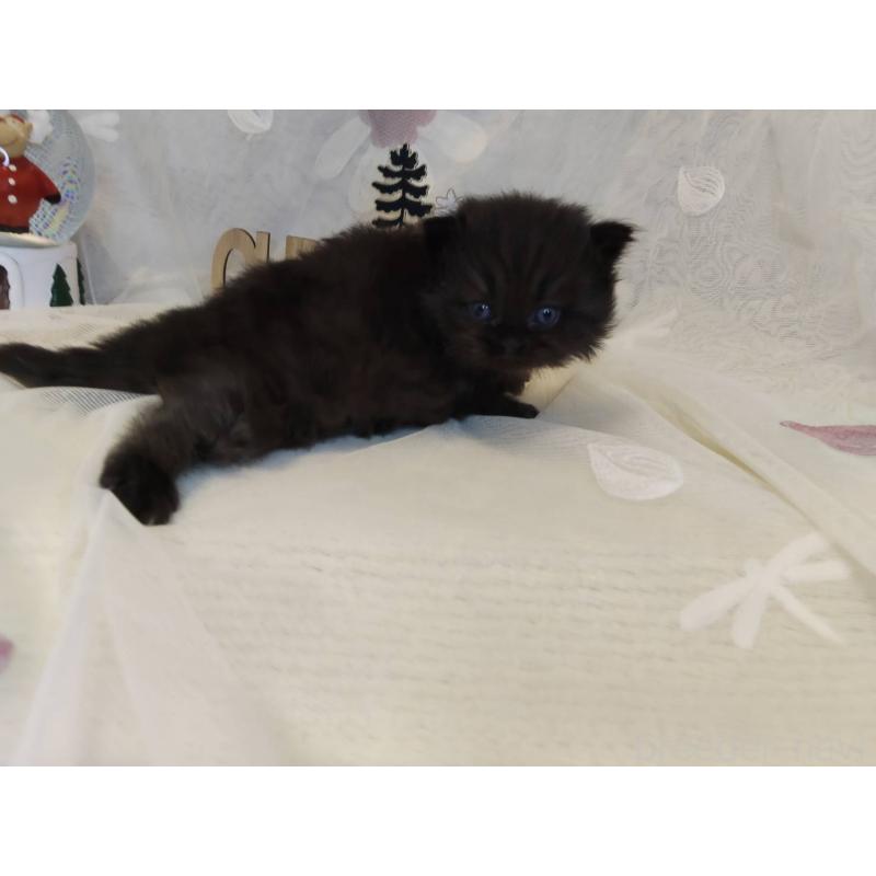 商談中の熊本県のラガマフィン-132940の2枚目