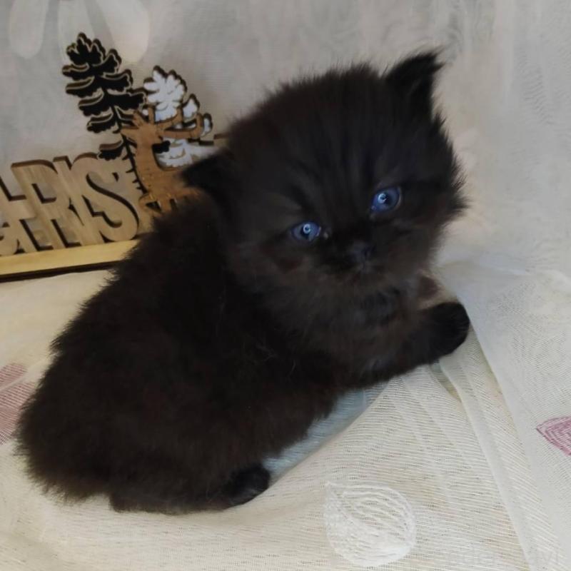 商談中の熊本県のラガマフィン-132940