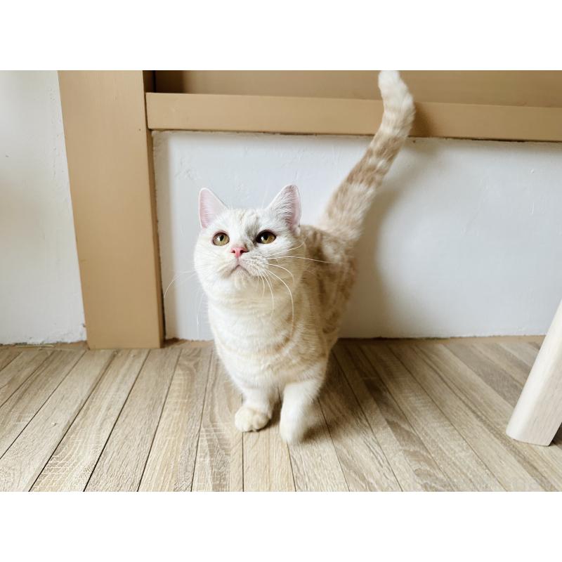 販売中の千葉県のマンチカン(短足)-119184の3枚目