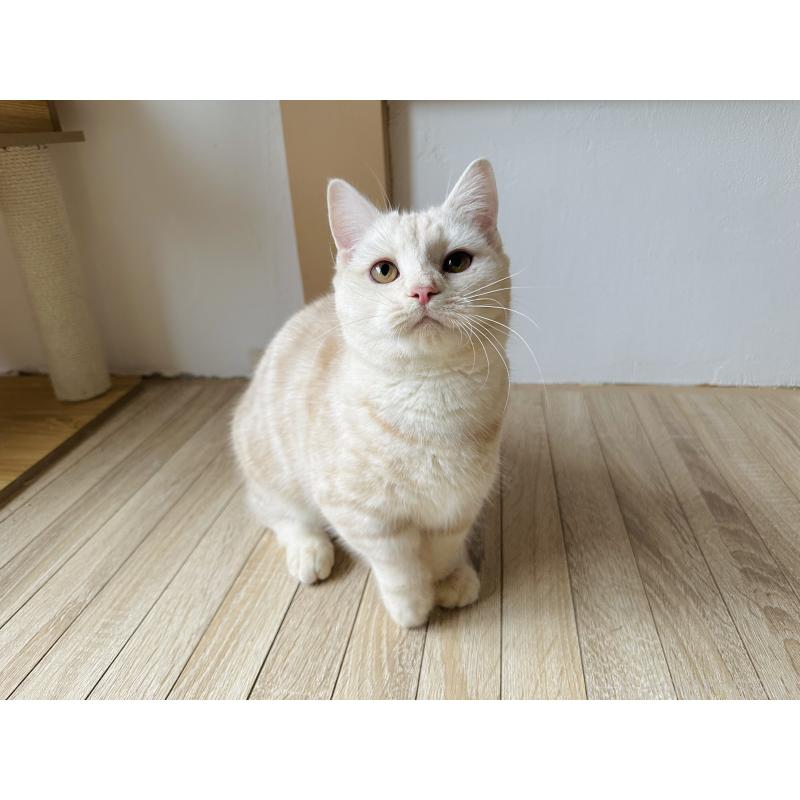 販売中の千葉県のマンチカン(短足)-119184の2枚目