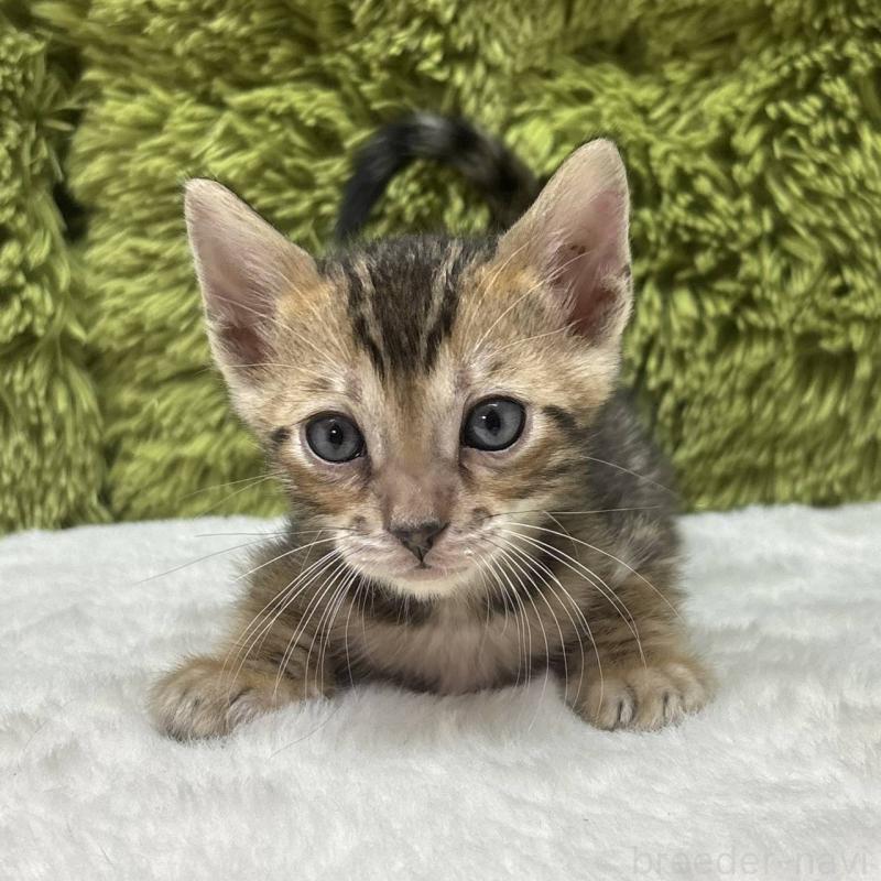 販売中の愛知県のベンガル-132941の2枚目