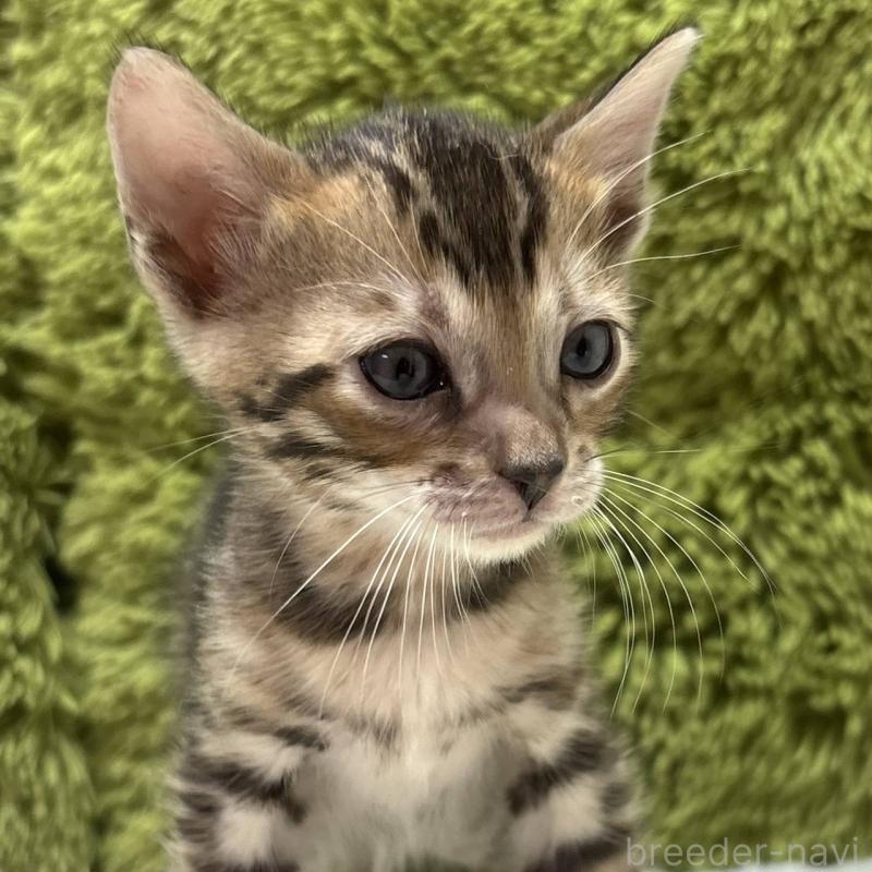 販売中の愛知県のベンガル-132941の1枚目