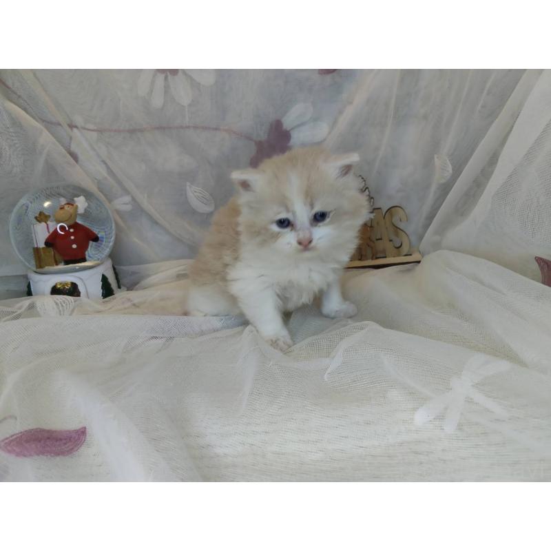 販売中の熊本県のラガマフィン-132942の3枚目