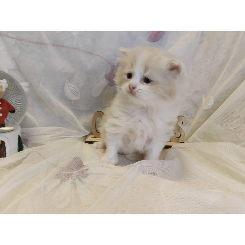 販売中の熊本県のラガマフィン-132942の4枚目