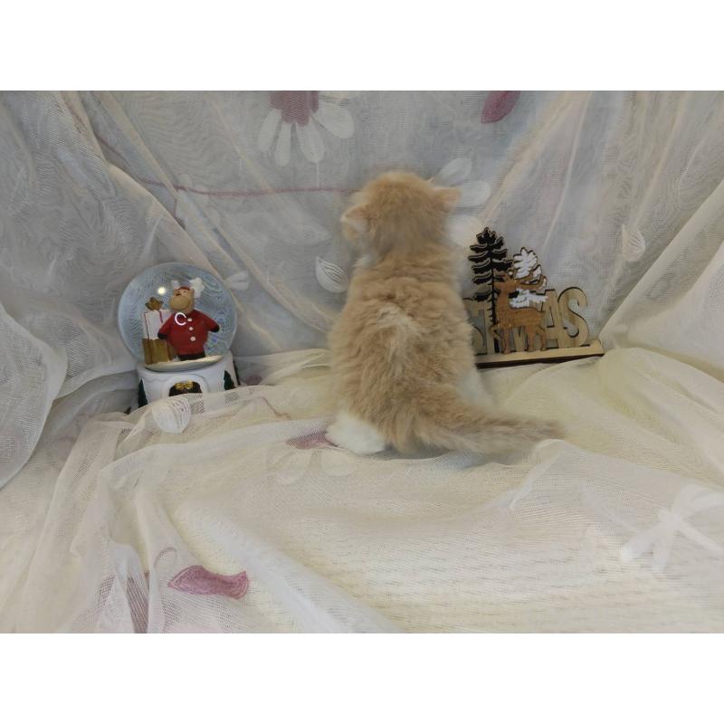 販売中の熊本県のラガマフィン-132942の2枚目