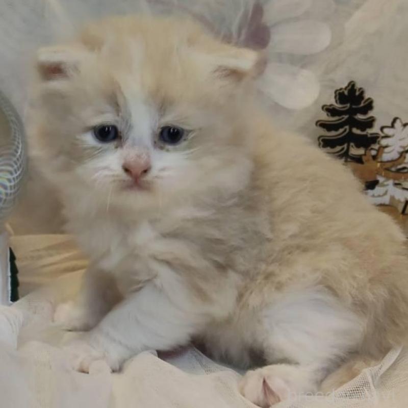 販売中の熊本県のラガマフィン-132942の1枚目