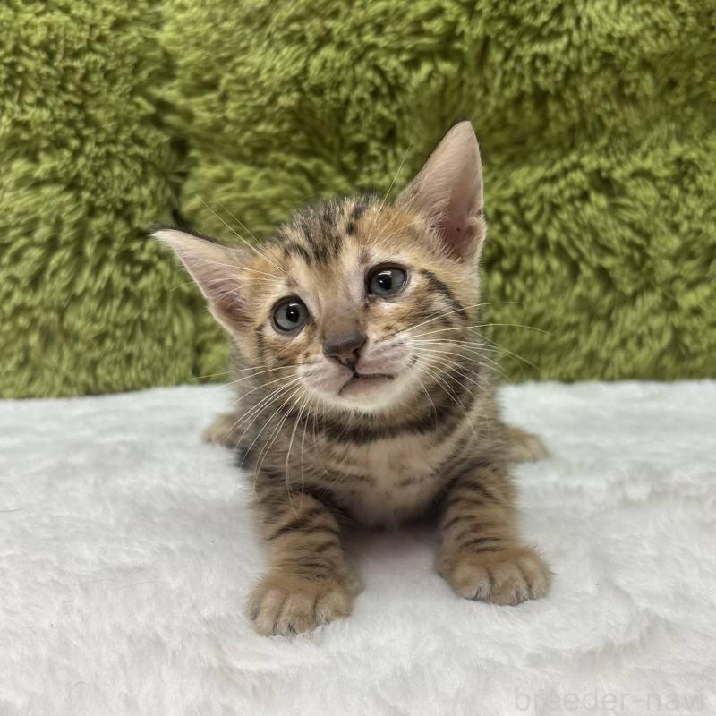 販売中の愛知県のベンガル-132943の2枚目