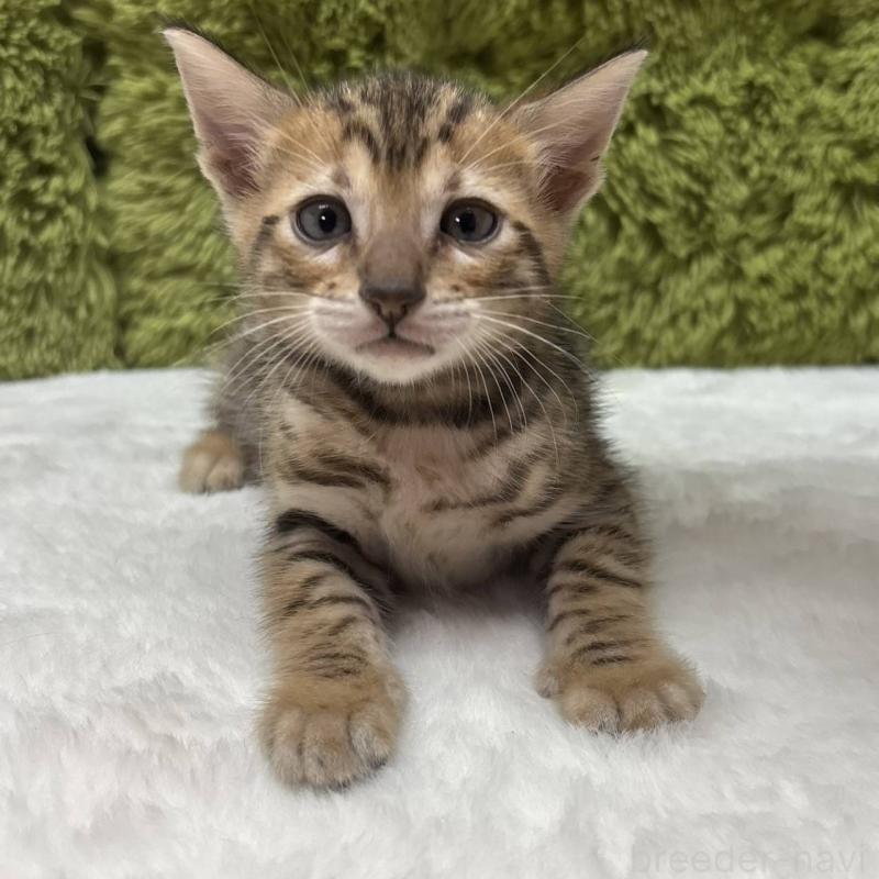 販売中の愛知県のベンガル-132943