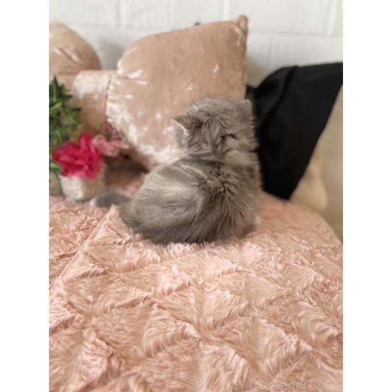 販売中の愛知県のミヌエット-132944の6枚目