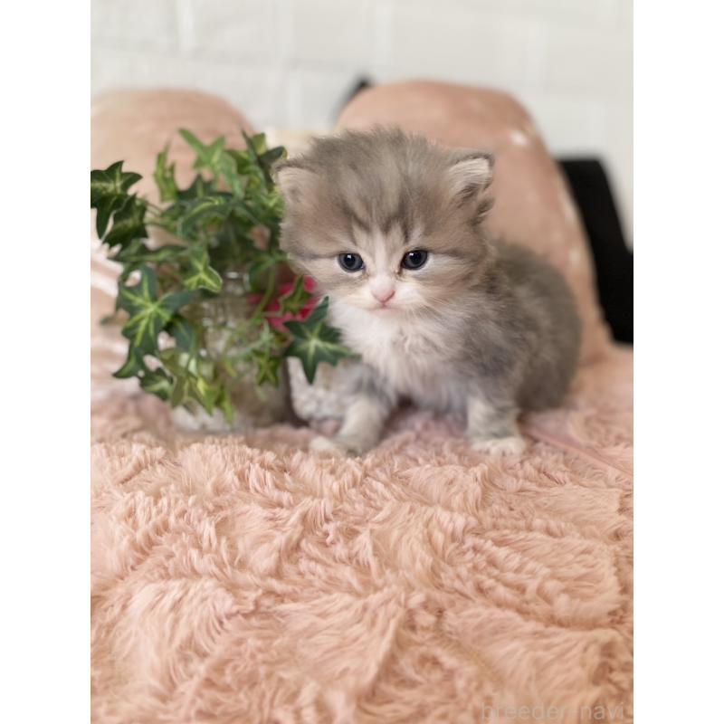 販売中の愛知県のミヌエット-132944の5枚目