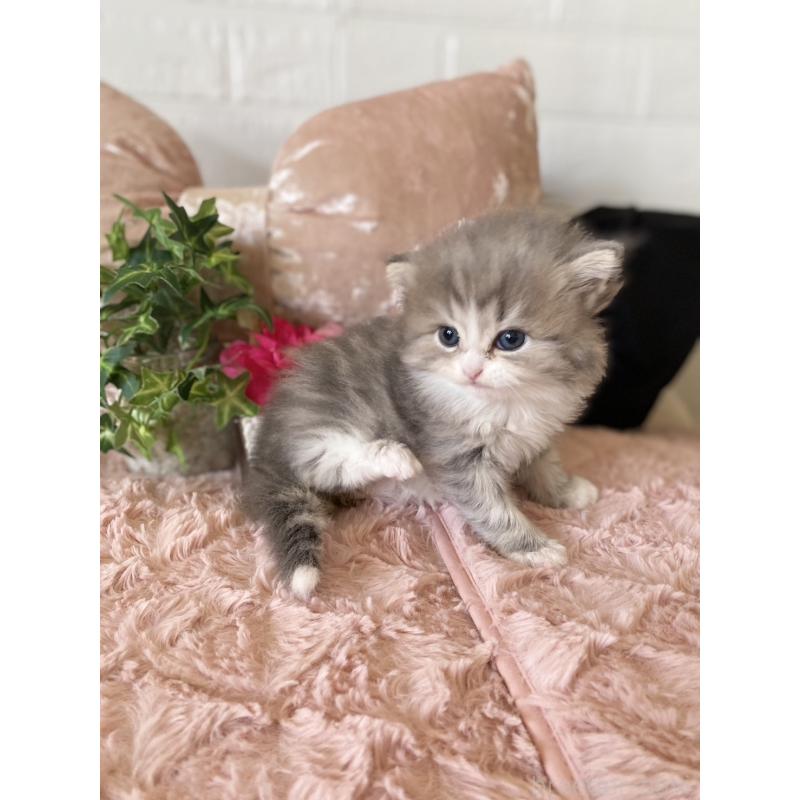 販売中の愛知県のミヌエット-132944の4枚目