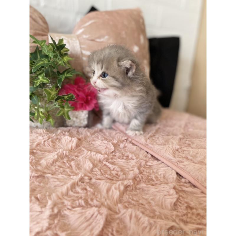 販売中の愛知県のミヌエット-132944の3枚目