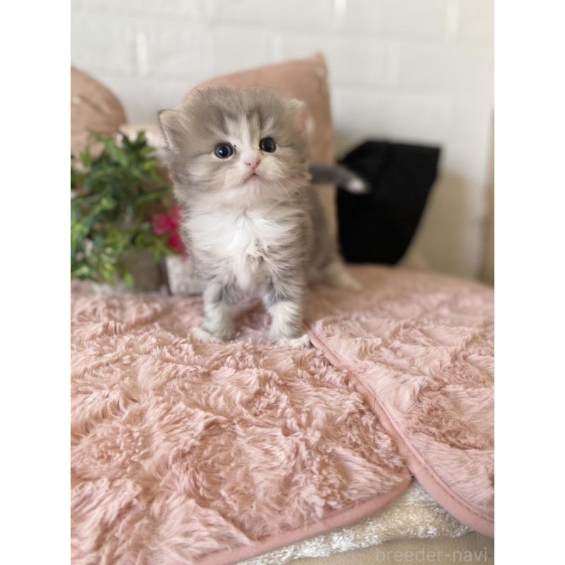 販売中の愛知県のミヌエット-132944の2枚目