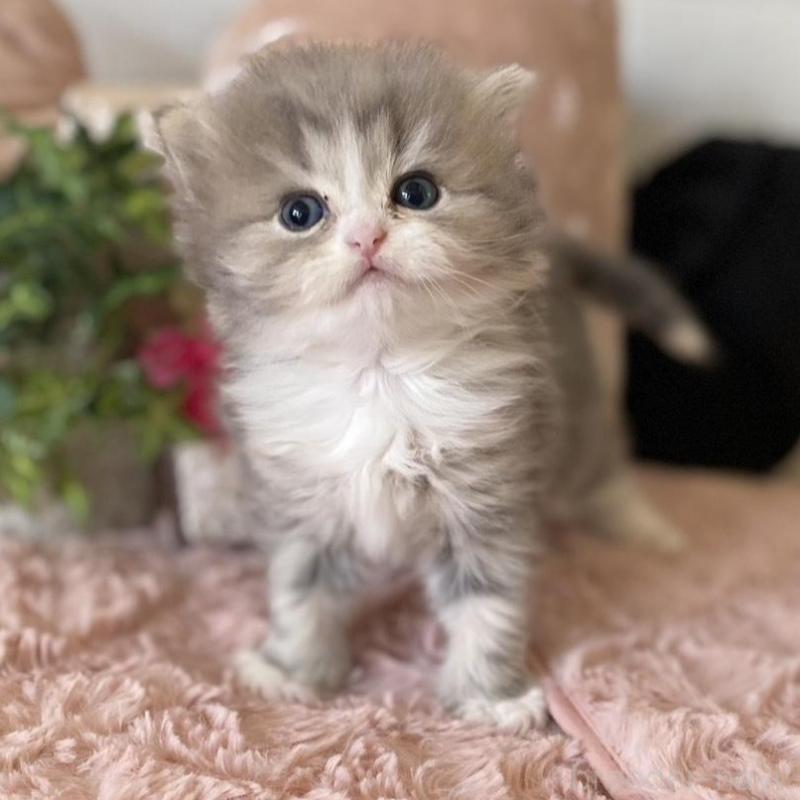 販売中ののミヌエット-132944