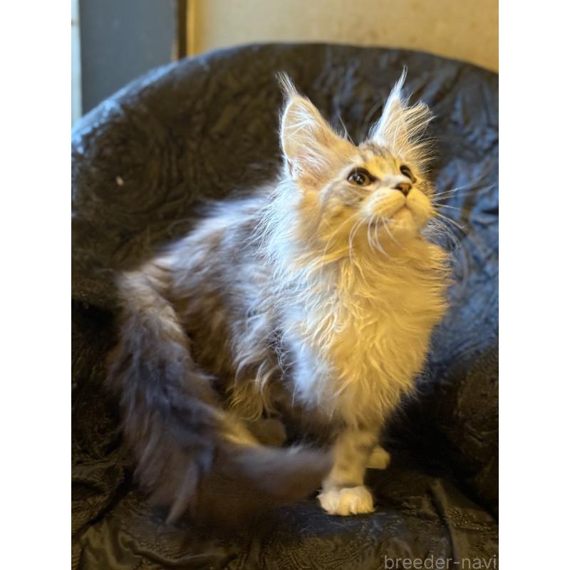 販売中の東京都のメインクーン-132945の12枚目