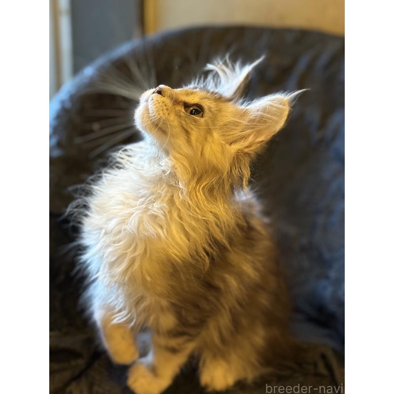 販売中の東京都のメインクーン-132945の11枚目