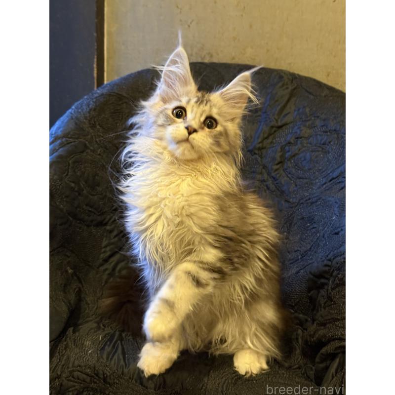 販売中の東京都のメインクーン-132945の10枚目