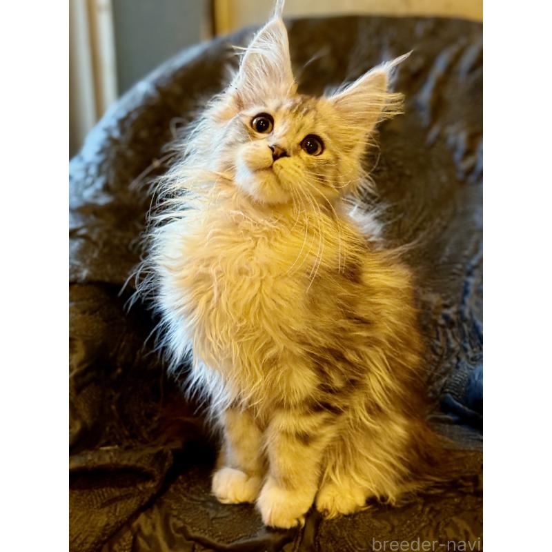 販売中の東京都のメインクーン-132945の9枚目