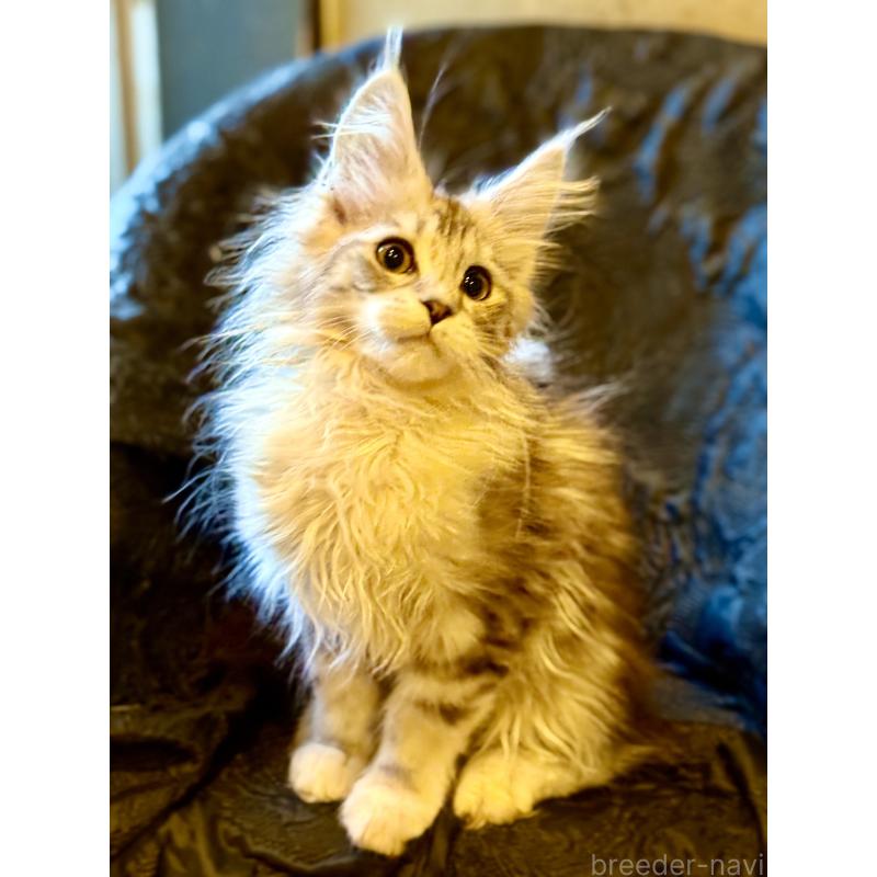 販売中の東京都のメインクーン-132945の8枚目