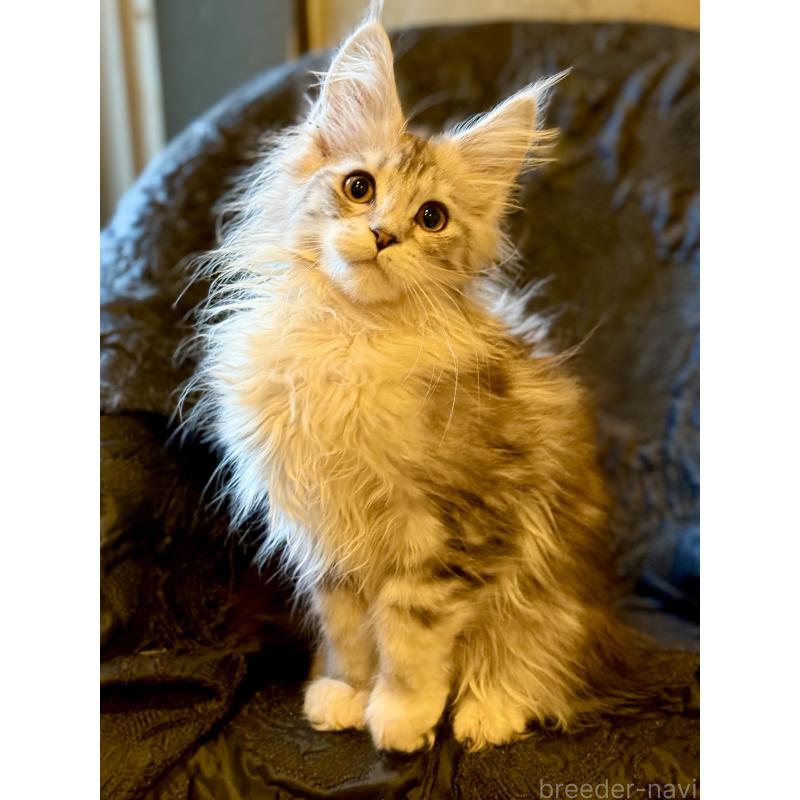 販売中の東京都のメインクーン-132945の7枚目