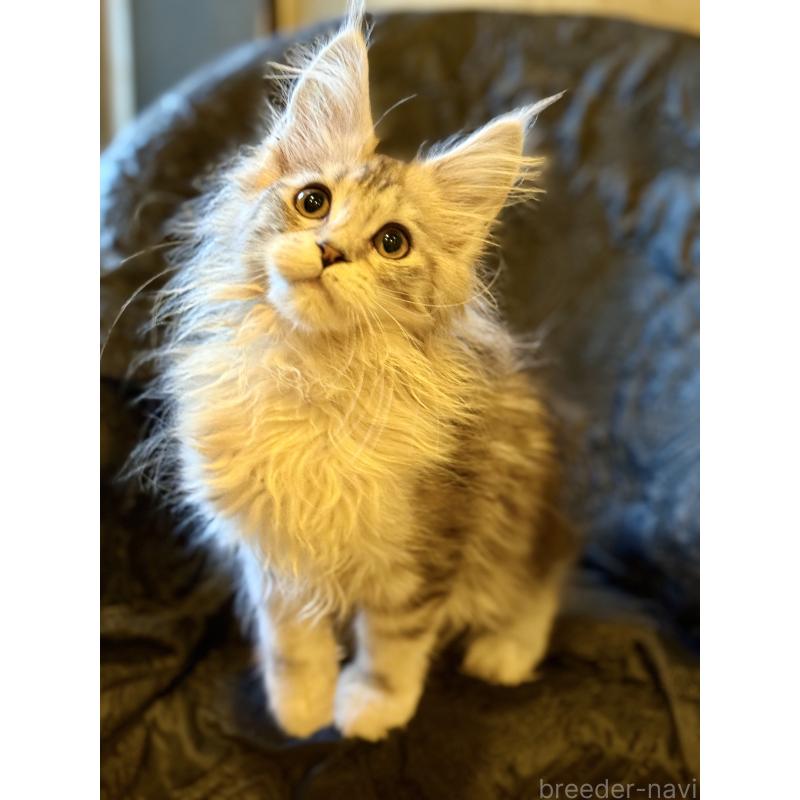 販売中の東京都のメインクーン-132945の6枚目