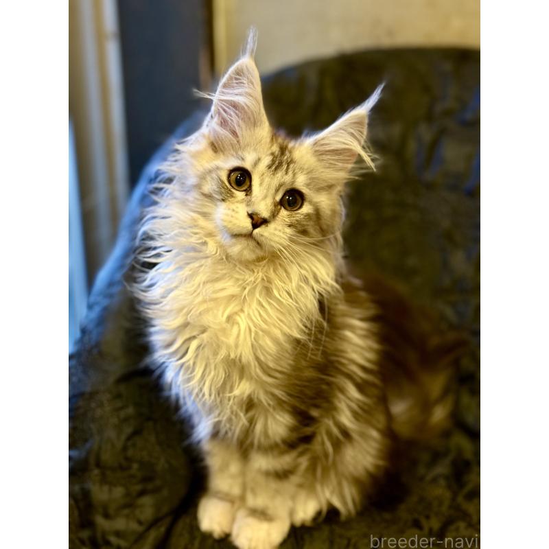 販売中の東京都のメインクーン-132945の4枚目