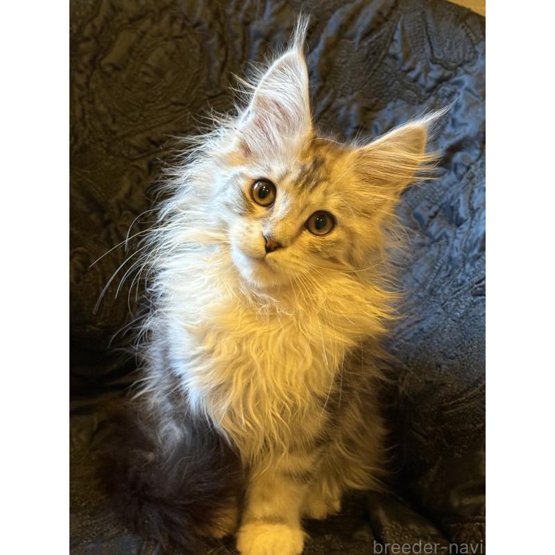 販売中の東京都のメインクーン-132945の3枚目