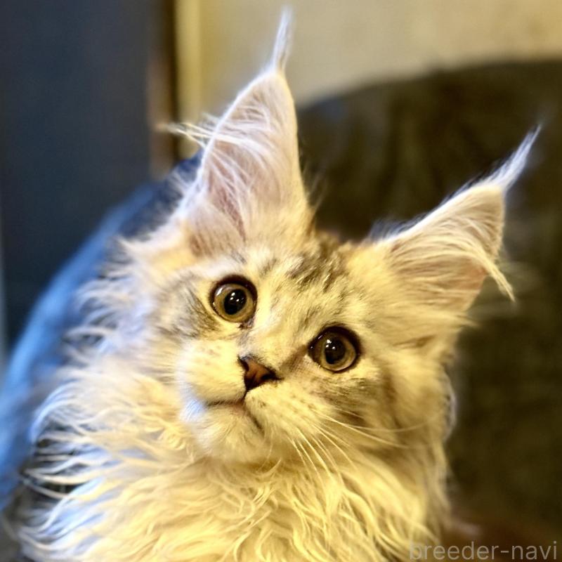 販売中の東京都のメインクーン-132945