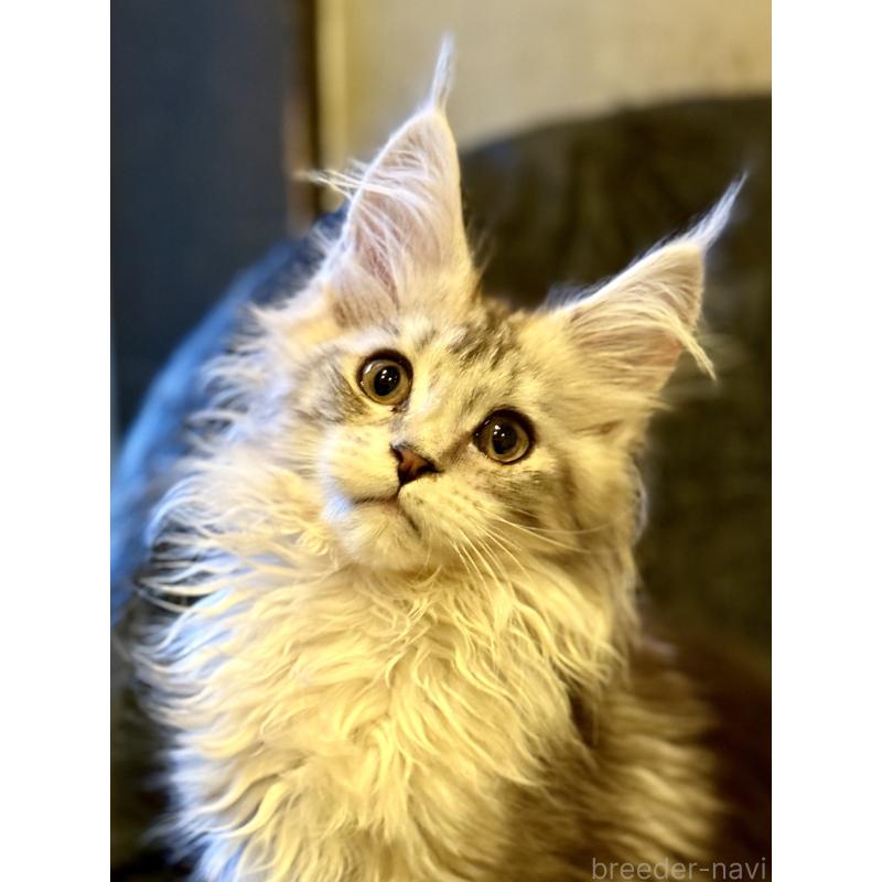 販売中の東京都のメインクーン-132945の2枚目